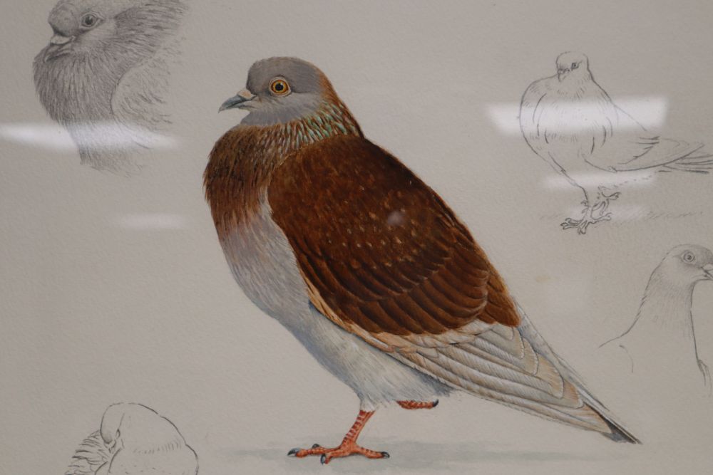 Michael J. Clark, pencil and watercolour, Study of a Redoubt pigeon, signed and dated 86, 30 x 33cm and an oil still life
